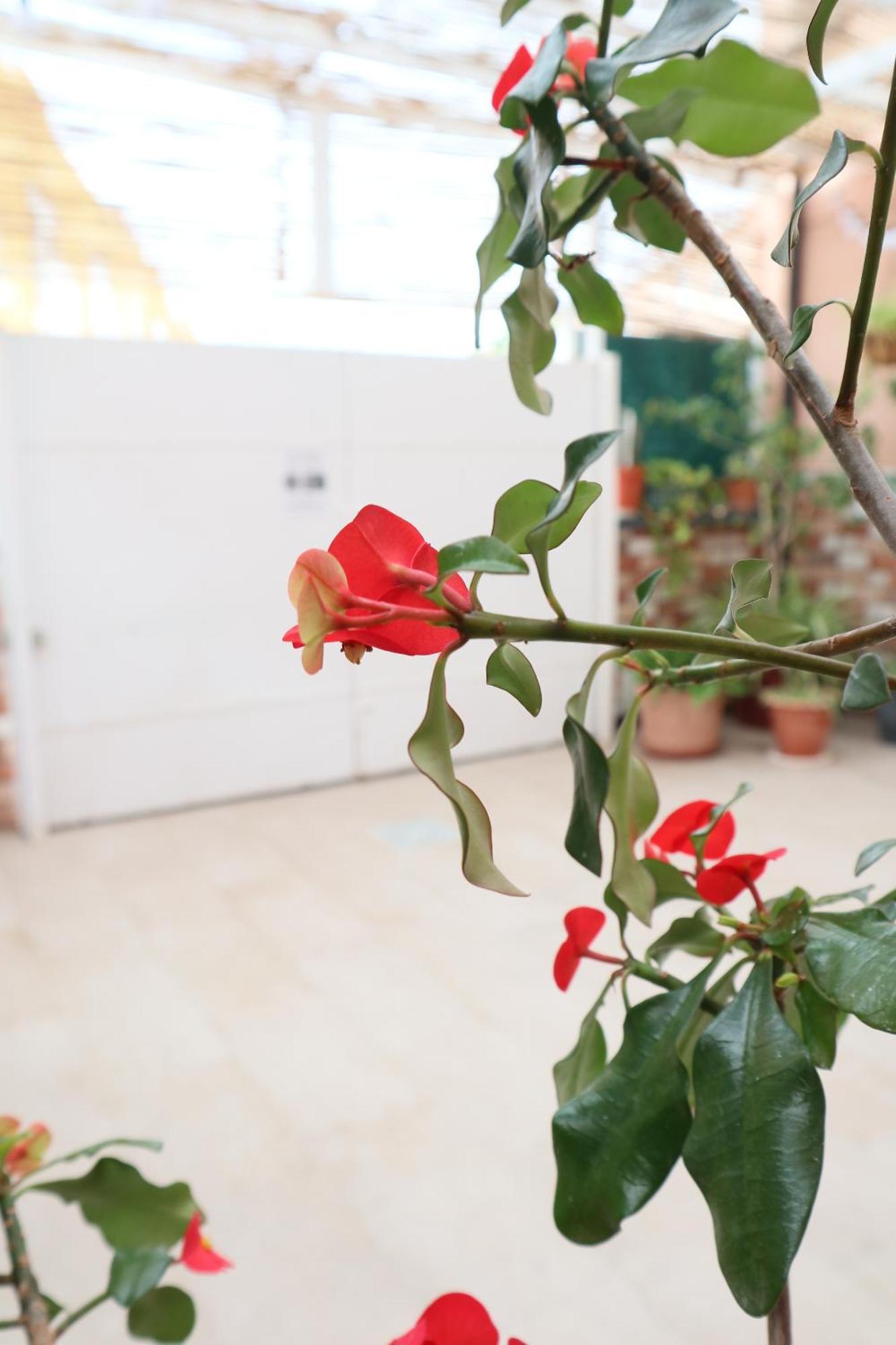 Happy Room Granadilla De Abona Exterior photo